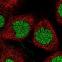BUD13 Antibody, Novus Biologicals 0.1mL; Unlabeled:Antibodies, Polyclonal